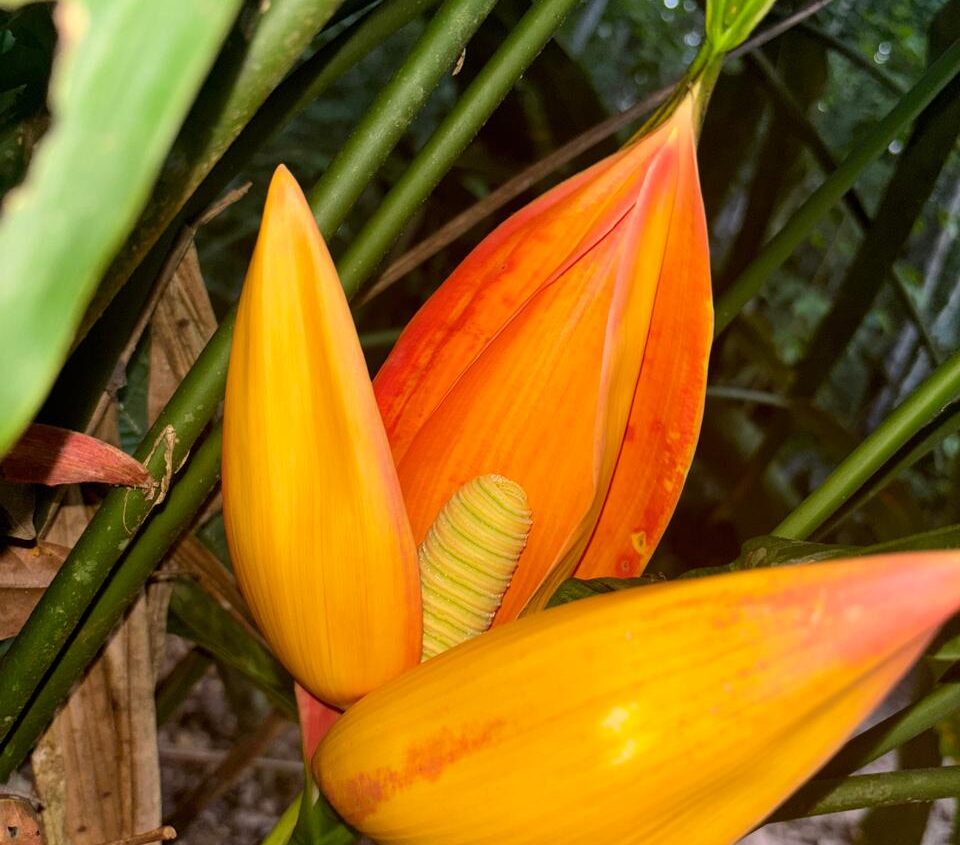 Flor de Papangu, Cyclanthus bypartus